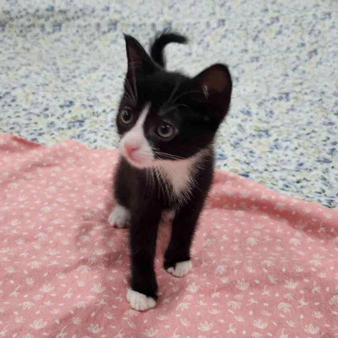 Ivy, a ADOPTABLE American Shorthair in North Bergen, NJ image 3/5