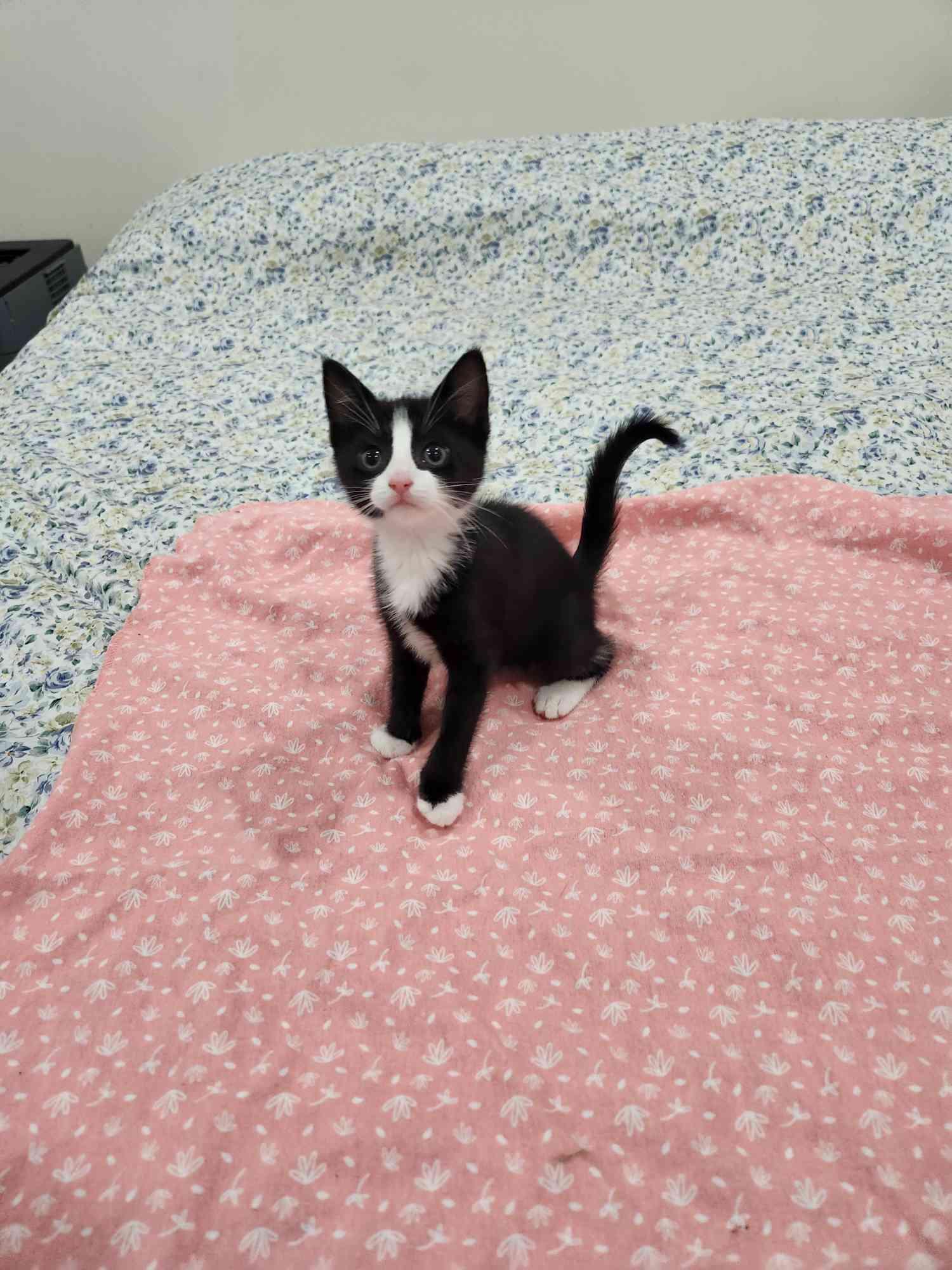 Forest Litter (7 weeks), a ADOPTABLE American Shorthair in Florham Park, NJ image 6/6