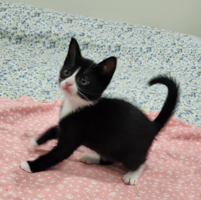 Ivy, a ADOPTABLE American Shorthair in North Bergen, NJ image 4/5