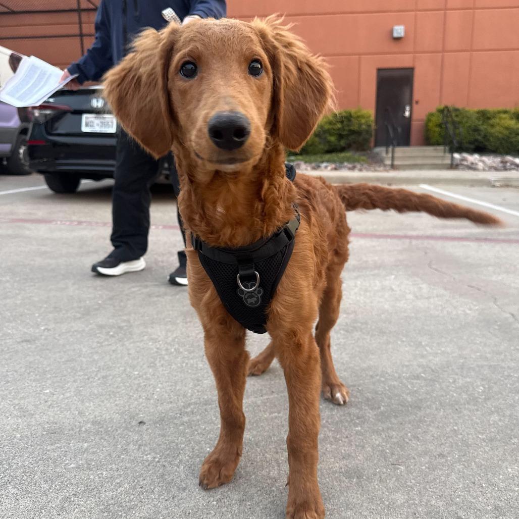 Orgil, Adoptable, Puppy Male Golden Retriever & Poodle.