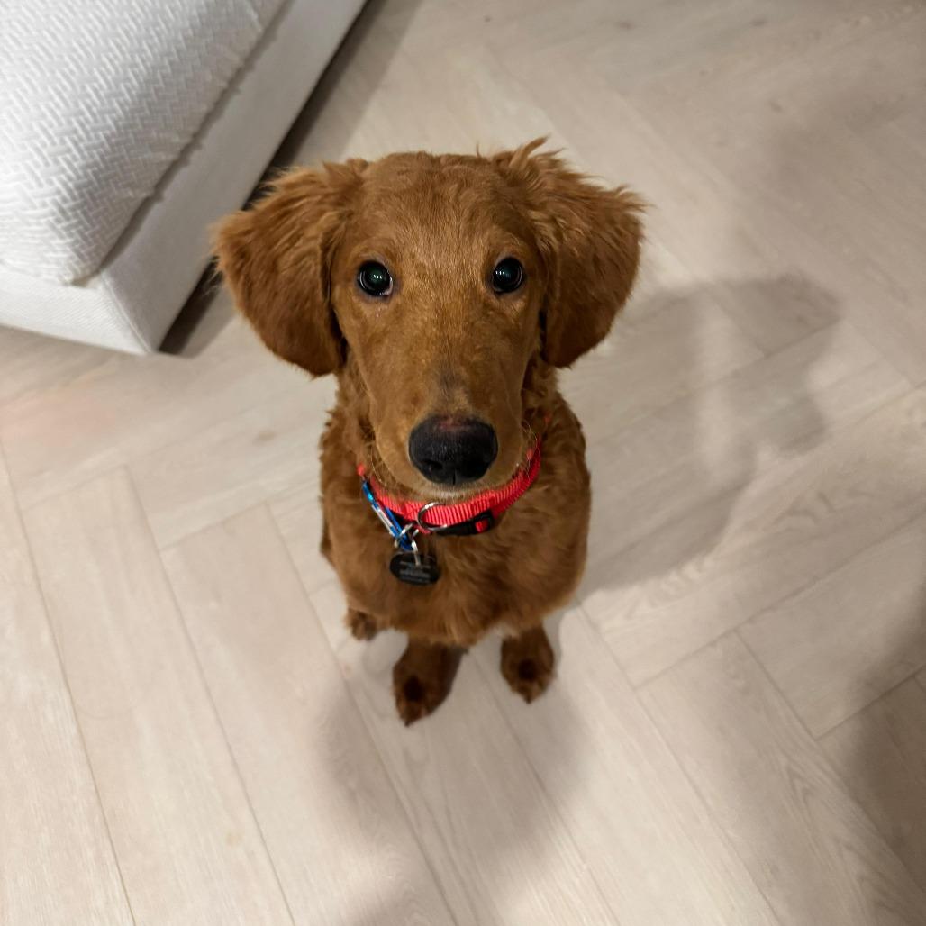 Enlarge Orgil, a Adoptable mixed breed in Brooklyn, NY image 3/6