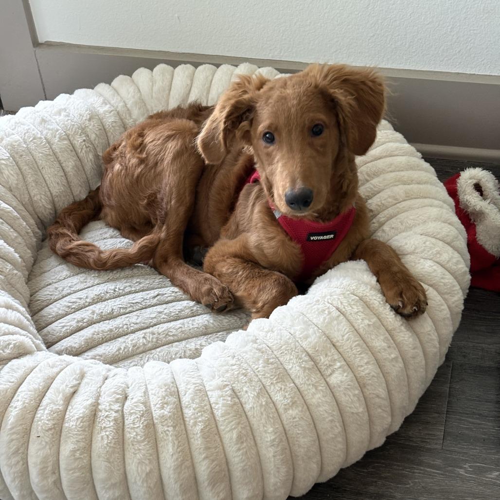 Enlarge Orgil, a Adoptable mixed breed in Brooklyn, NY image 4/6