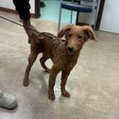 Enlarge Orgil, a Adoptable mixed breed in Brooklyn, NY image 2/6