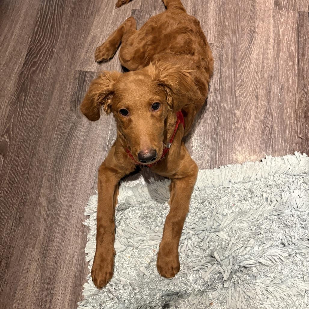 Enlarge Orgil, a Adoptable mixed breed in Brooklyn, NY image 5/6