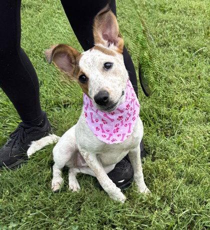 Enlarge Supra, a Adoptable Australian Cattle Dog / Blue Heeler in Midland, VA image 1/1