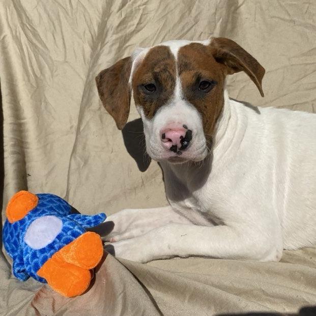 Clyde, a Adoptable Mixed Breed image 1/6