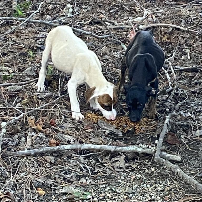 Clyde, a Adoptable Mixed Breed image 2/6