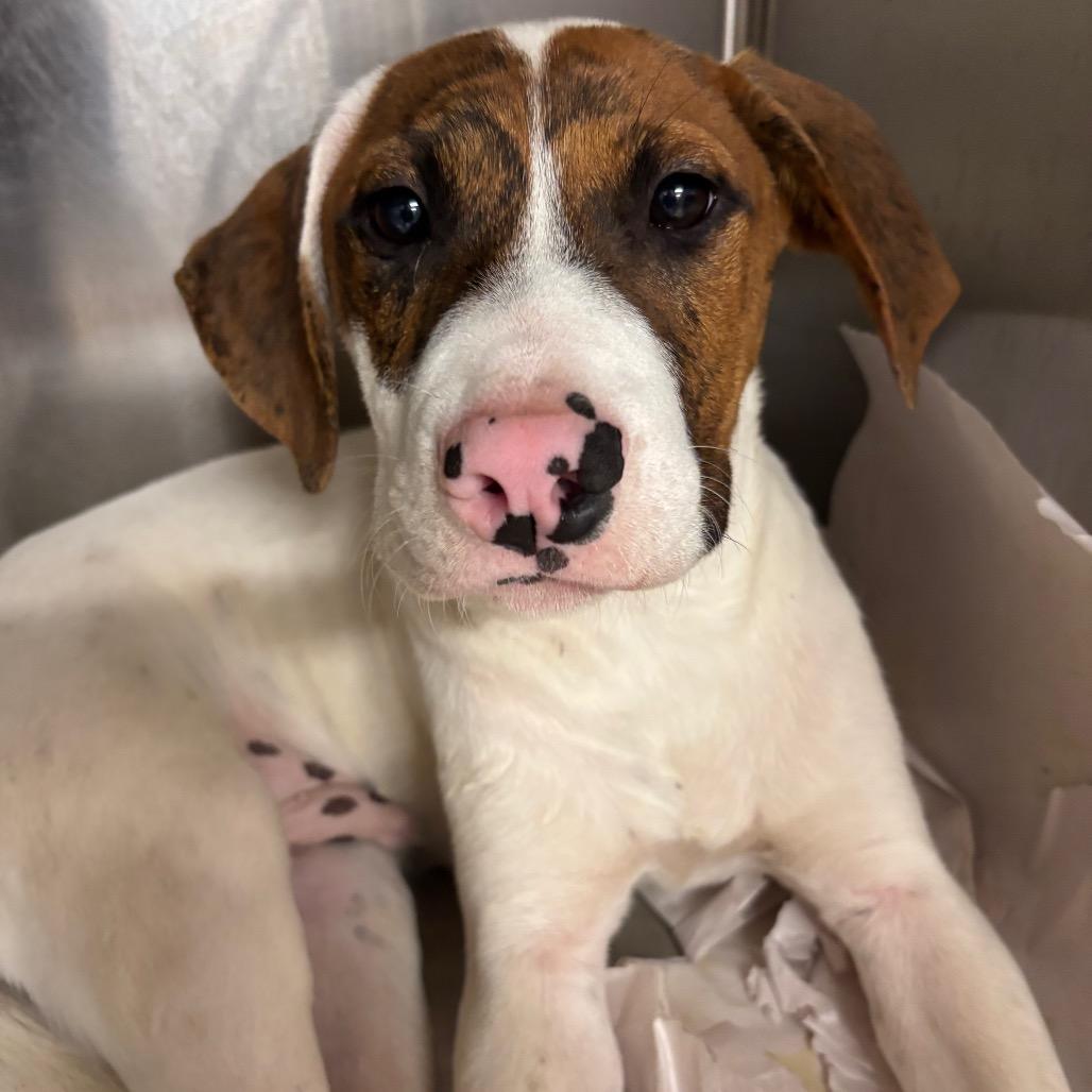 Clyde, a Adoptable Mixed Breed image 3/6