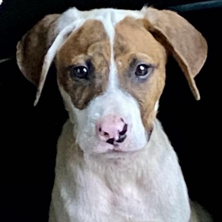 Clyde, a Adoptable Mixed Breed image 4/6