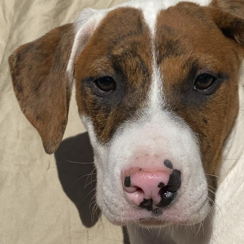 Clyde, a Adoptable Mixed Breed image 5/6