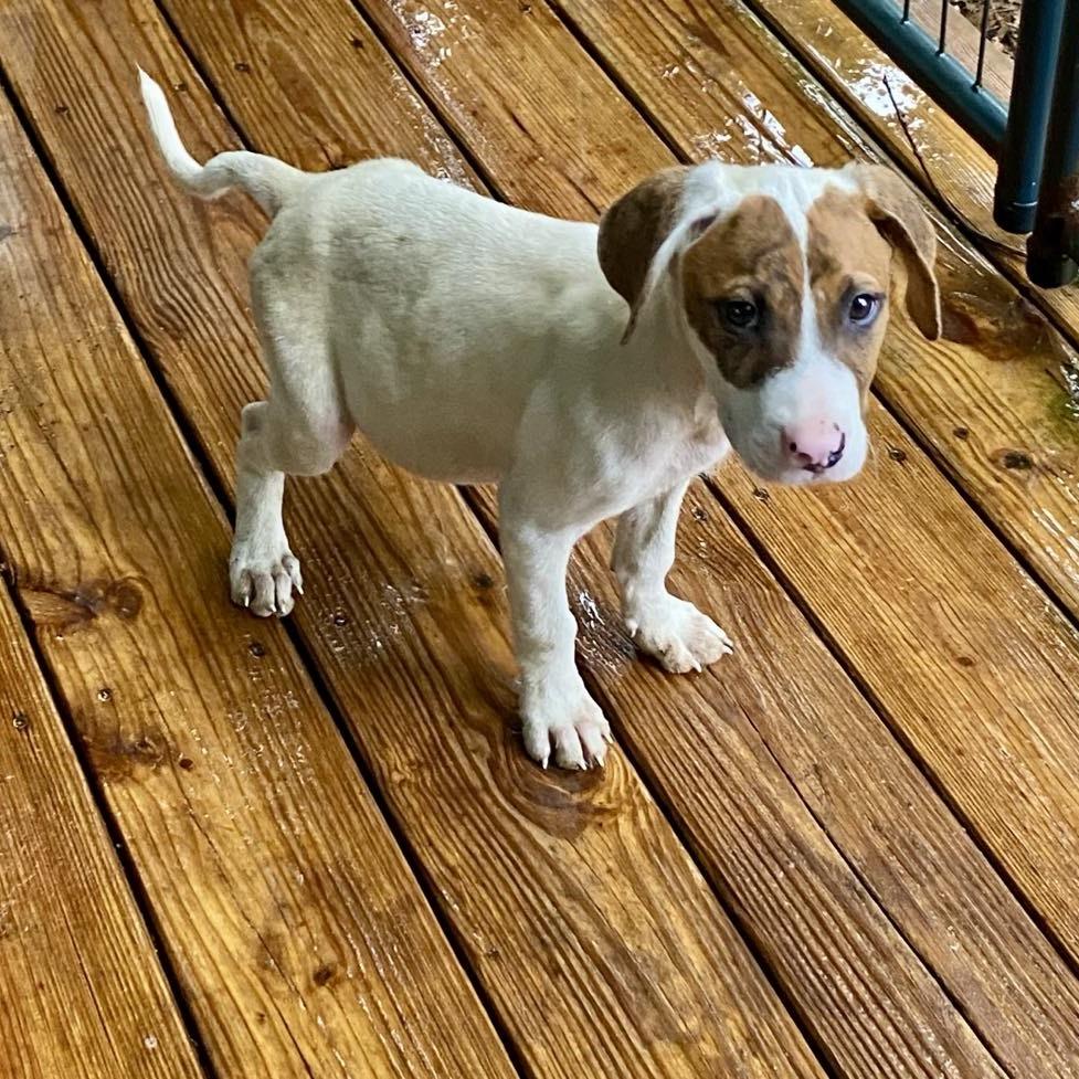 Clyde, a Adoptable Mixed Breed image 6/6