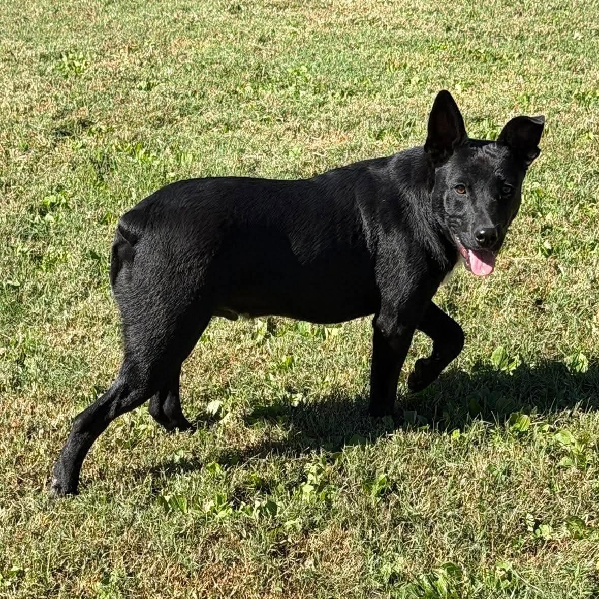 Enlarge Sunny (9mo), a Adoptable mixed breed in West Greenwich, RI image 1/6