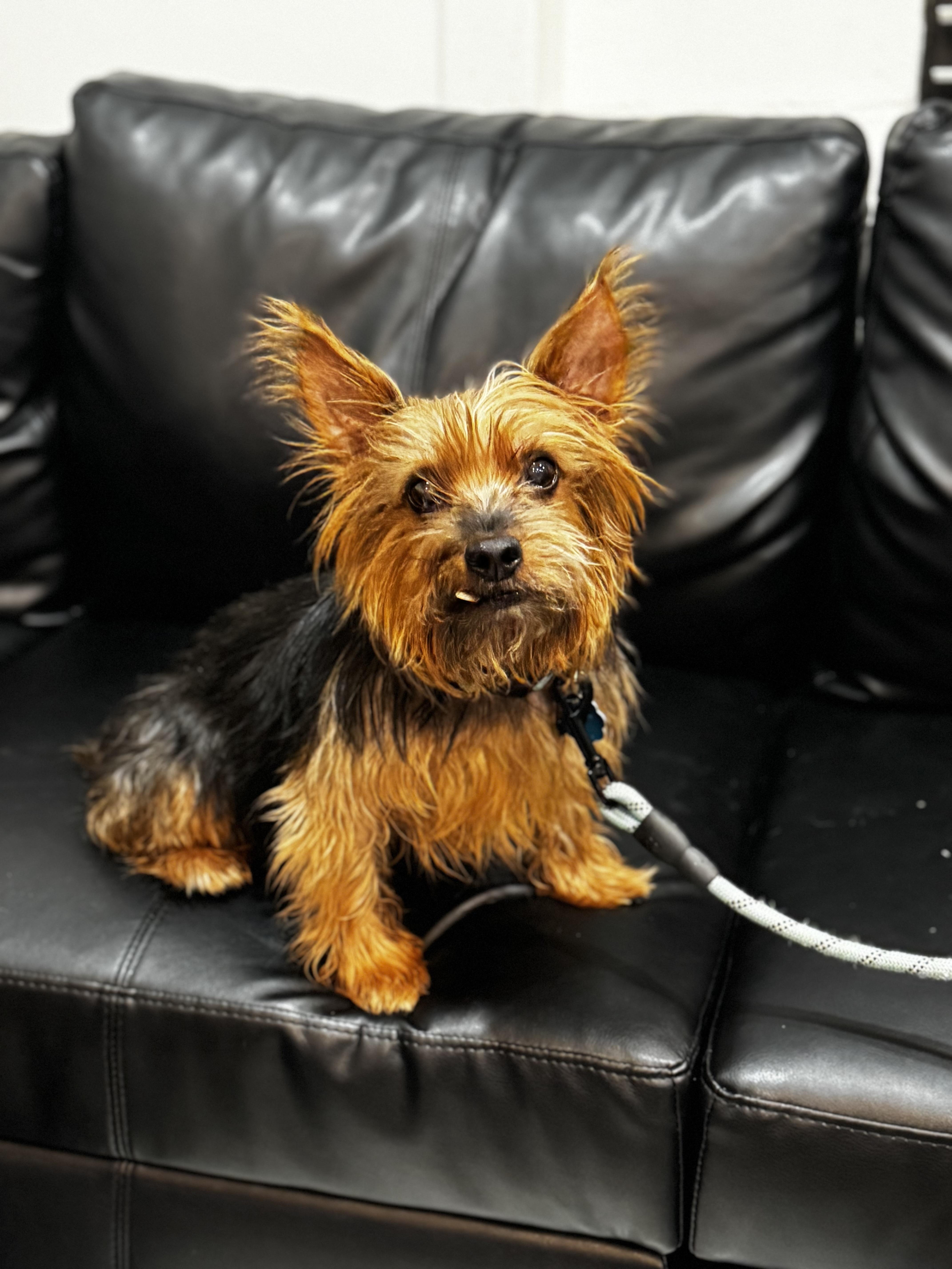 Eddie , ADOPTABLE, Senior Male Yorkshire Terrier.