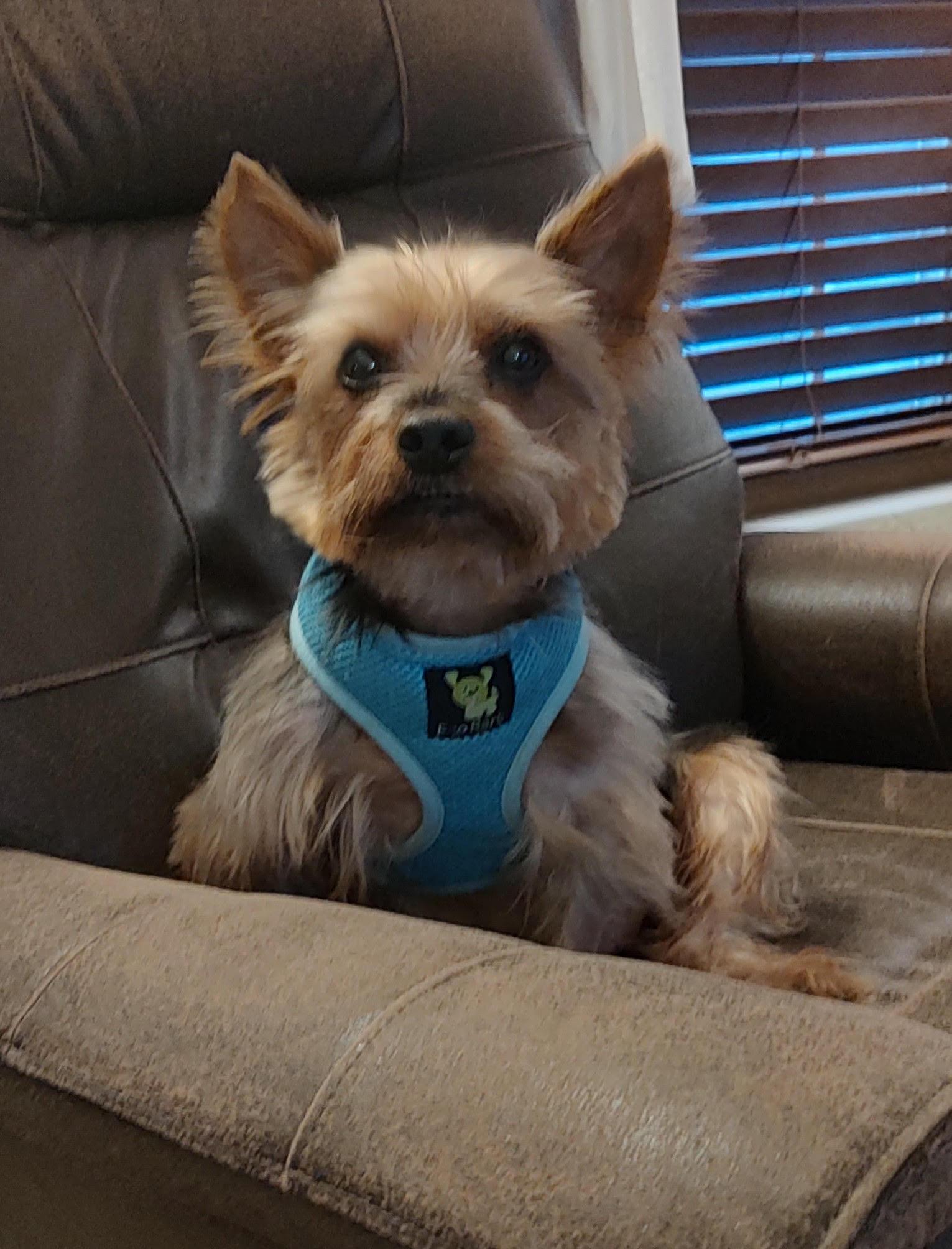 Eddie , ADOPTABLE, Senior Male Yorkshire Terrier.