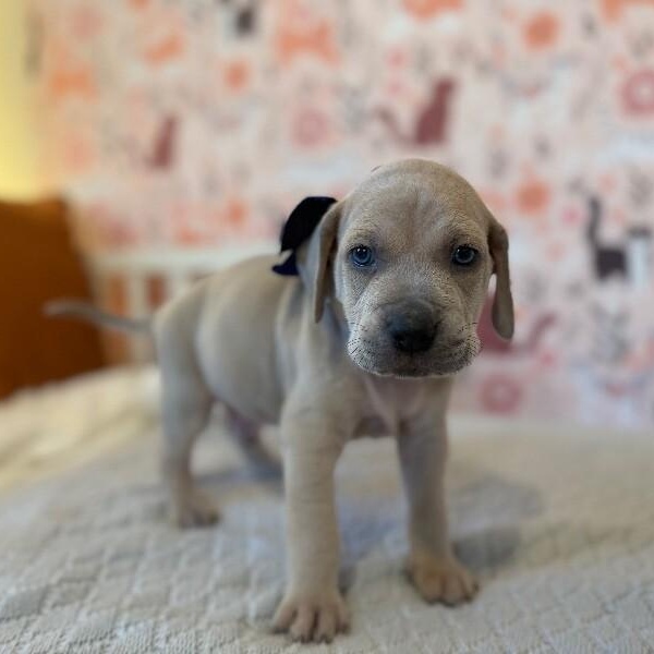 Pluto Space — thumbnail 5