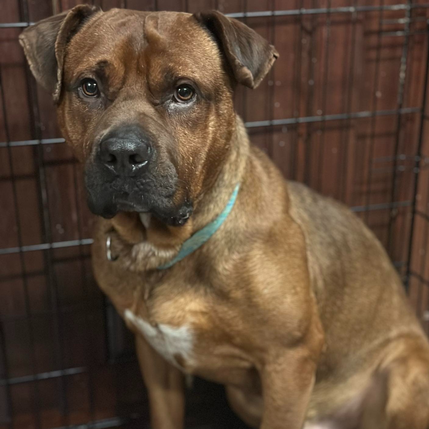 Enlarge Brutus, a Adoptable Mixed Breed in Youngstown, OH image 1/3