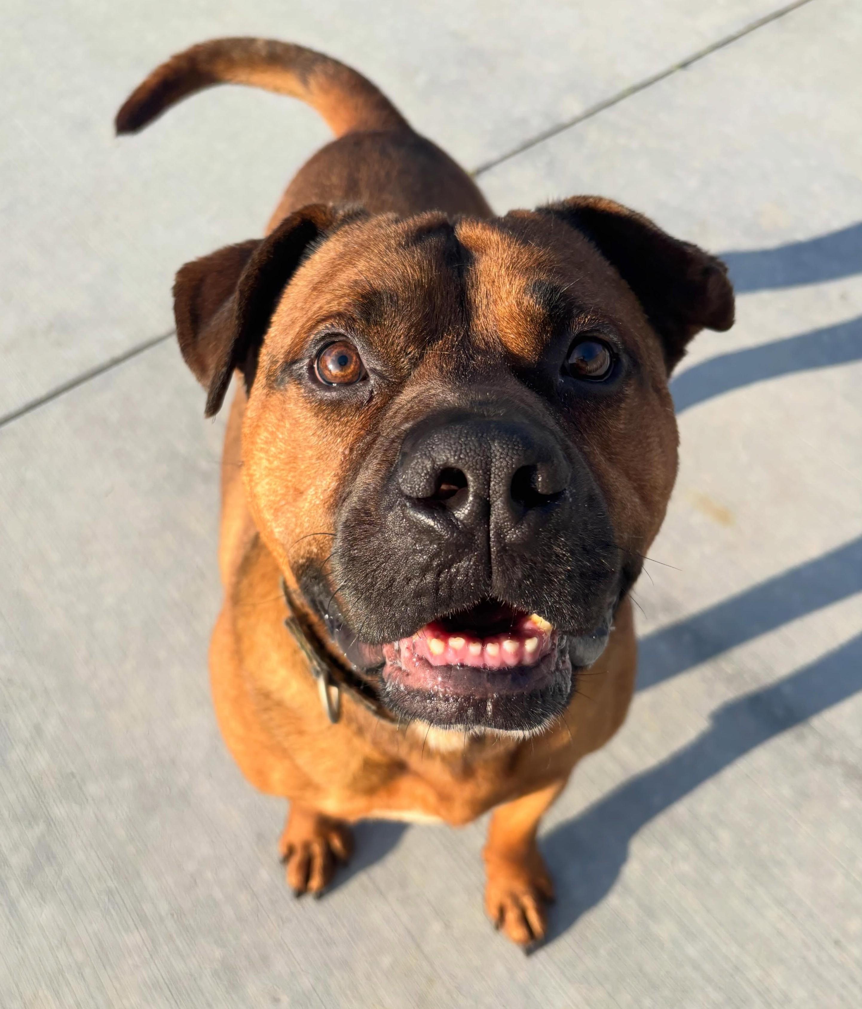 Enlarge Brutus, a Adoptable Mixed Breed in Youngstown, OH image 2/6