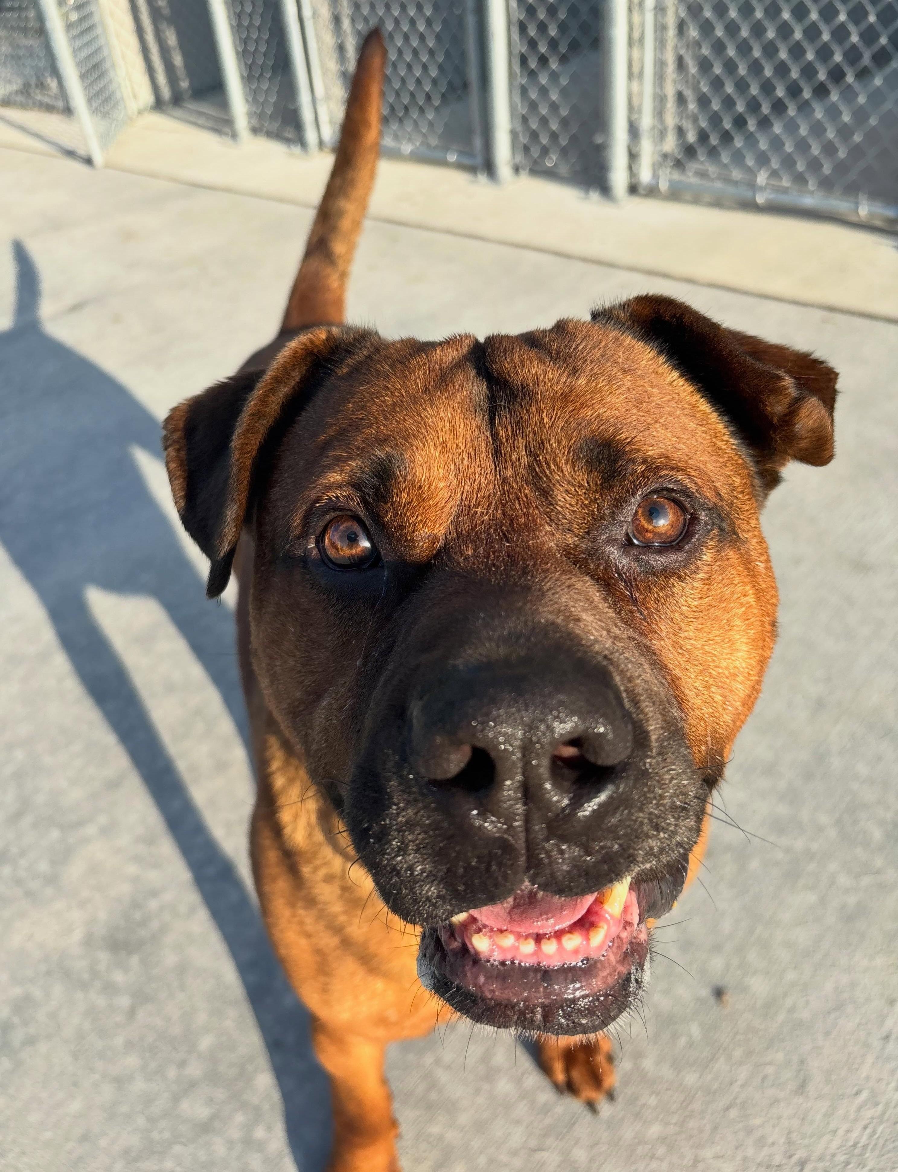 Enlarge Brutus, a Adoptable Mixed Breed in Youngstown, OH image 1/6