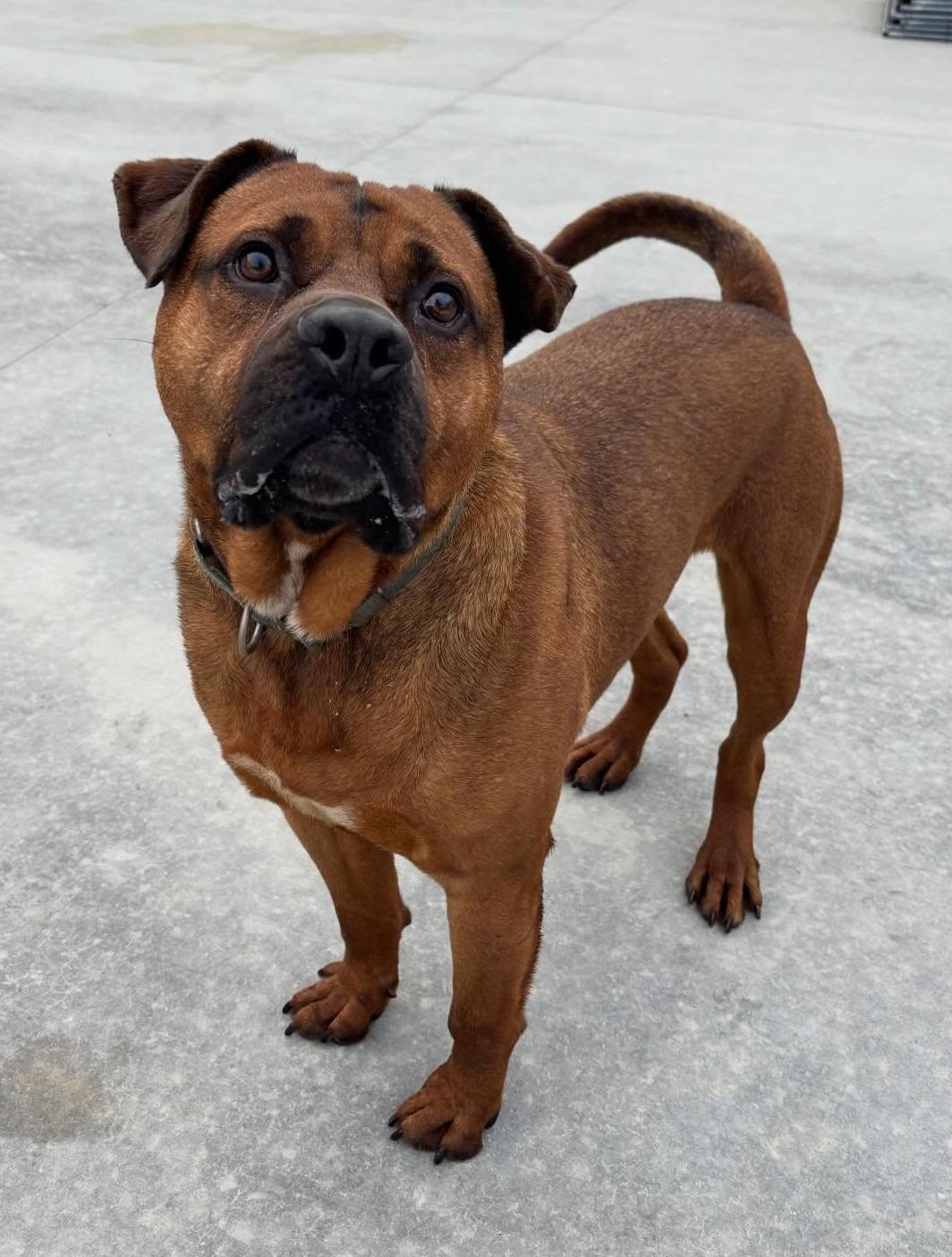 Enlarge Brutus, a Adoptable Mixed Breed in Youngstown, OH image 3/6