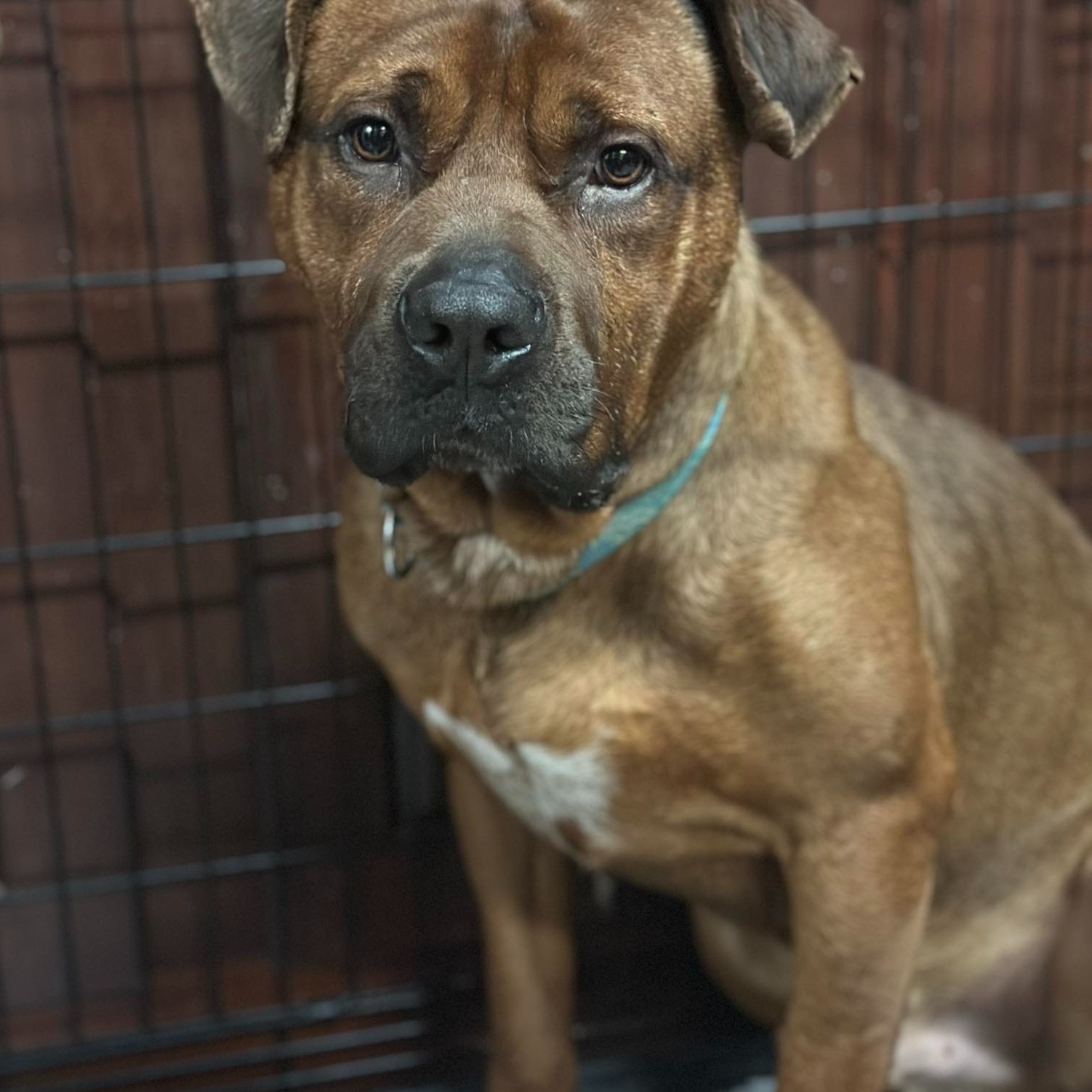 Enlarge Brutus, a Adoptable Mixed Breed in Youngstown, OH image 2/3