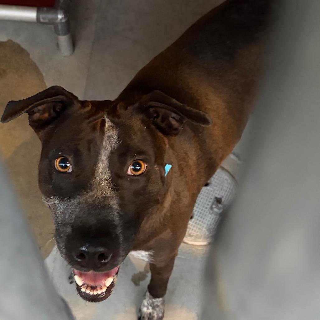 IVHS-Stray-144048, ADOPTABLE, Adult • Female, Dutch Shepherd & Cattle Dog.
