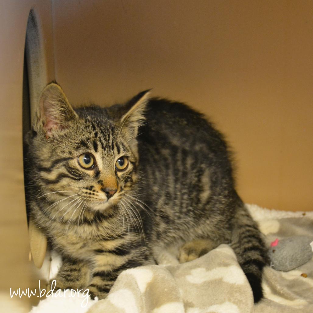 Mesa, a Adoptable Domestic Medium Hair in Cheyenne, WY image 1/3