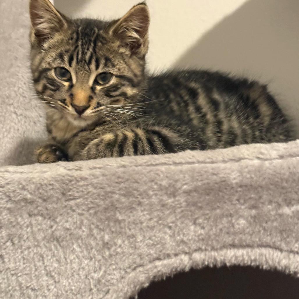 Mesa, a Adoptable Domestic Medium Hair in Cheyenne, WY image 2/3