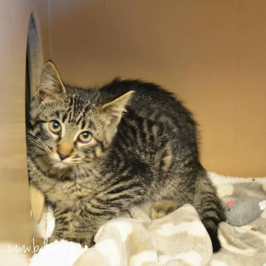 Mesa, a Adoptable Domestic Medium Hair in Cheyenne, WY image 3/3