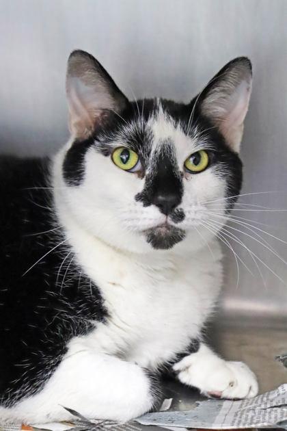 Piper, Adoptable, Young Female Domestic Short Hair & Domestic Short Hair.