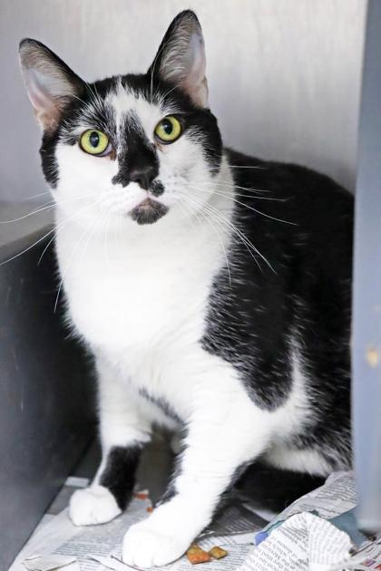 Enlarge Piper, a Adoptable Domestic Short Hair in Chicago, IL image 2/3