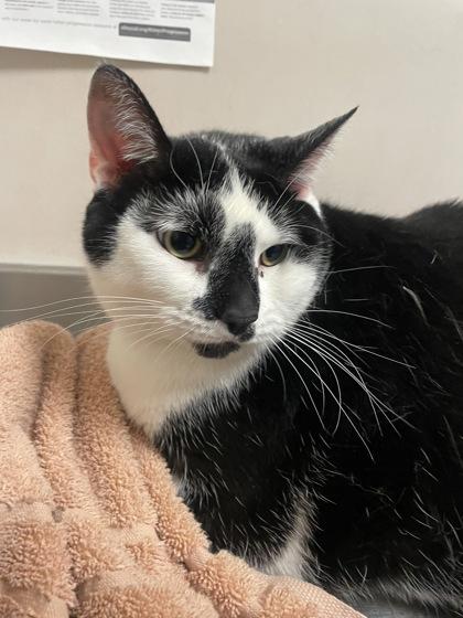 Enlarge Piper, a Adoptable Domestic Short Hair in Chicago, IL image 3/3