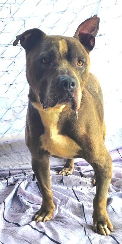 Philo, adult Sweetheart! He's ready to be your best buddy! Ask for his Video, a Adoptable American Bully in Danbury, CT image 5/5