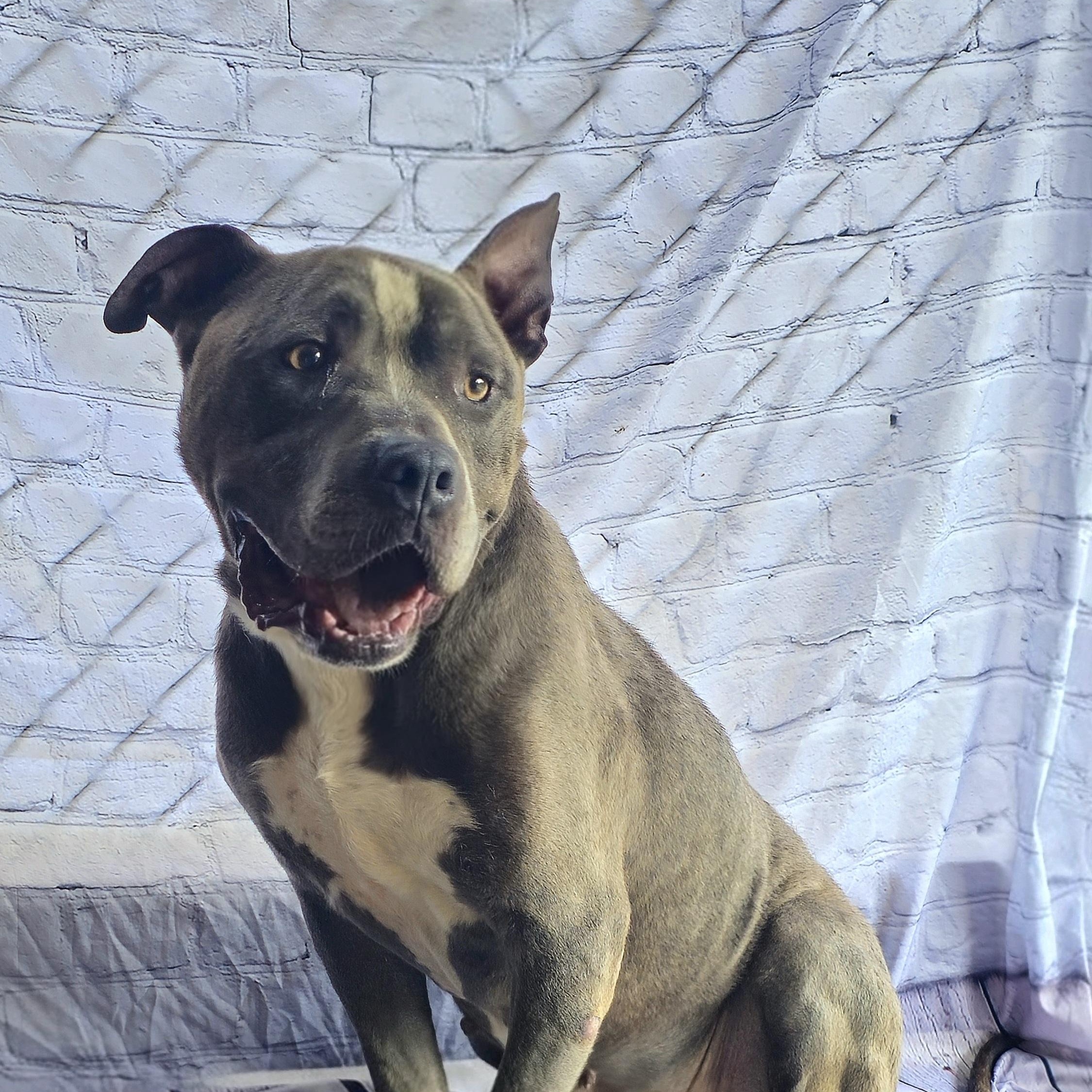 Philo, adult Sweetheart! He's ready to be your best buddy! Ask for his Video, a Adoptable American Bully in Danbury, CT image 1/5