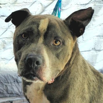 Philo, adult Sweetheart! He's ready to be your best buddy! Ask for his Video, a Adoptable American Bully in Danbury, CT image 4/5