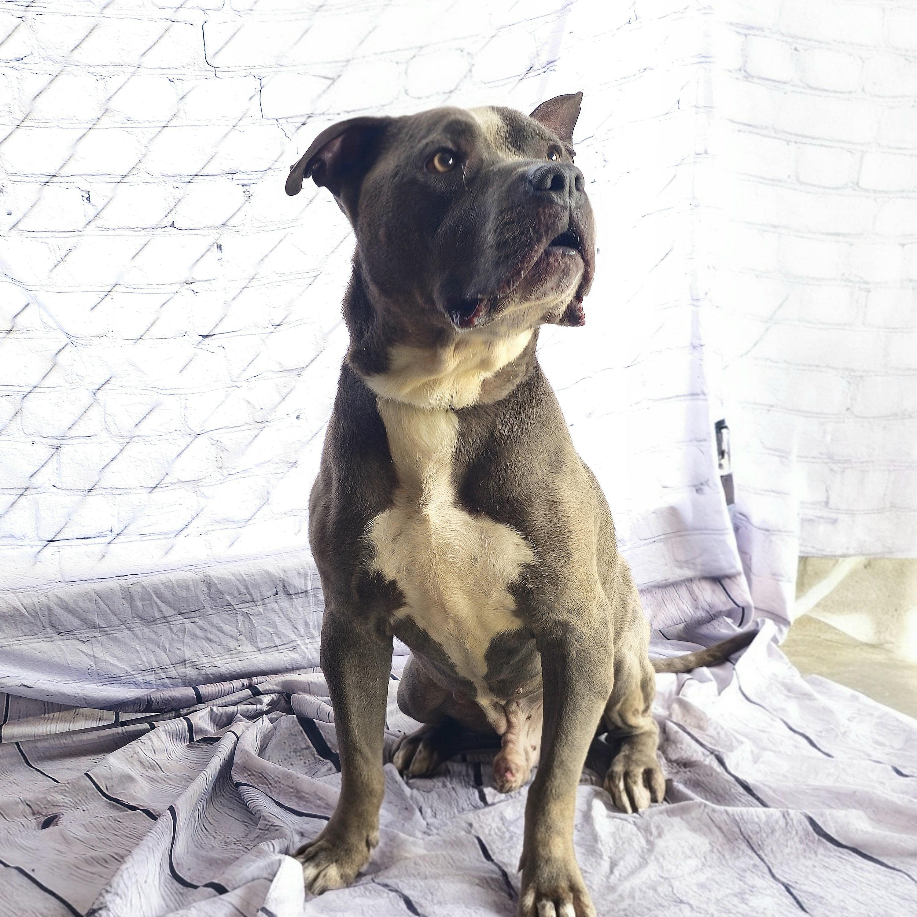 Philo  Adult Sweetheart! thumbnail 4