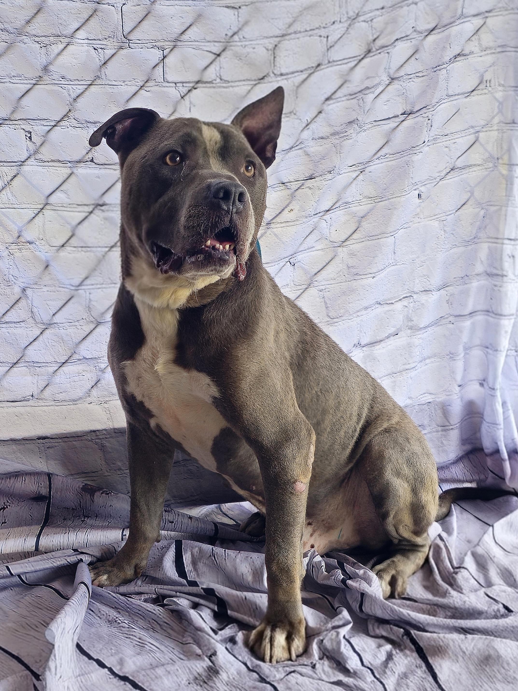 Philo, absolute sweetheart Let's get him into his Forever Home Ask for his Video, a Adoptable American Bully in Ridgefield, CT image 2/3