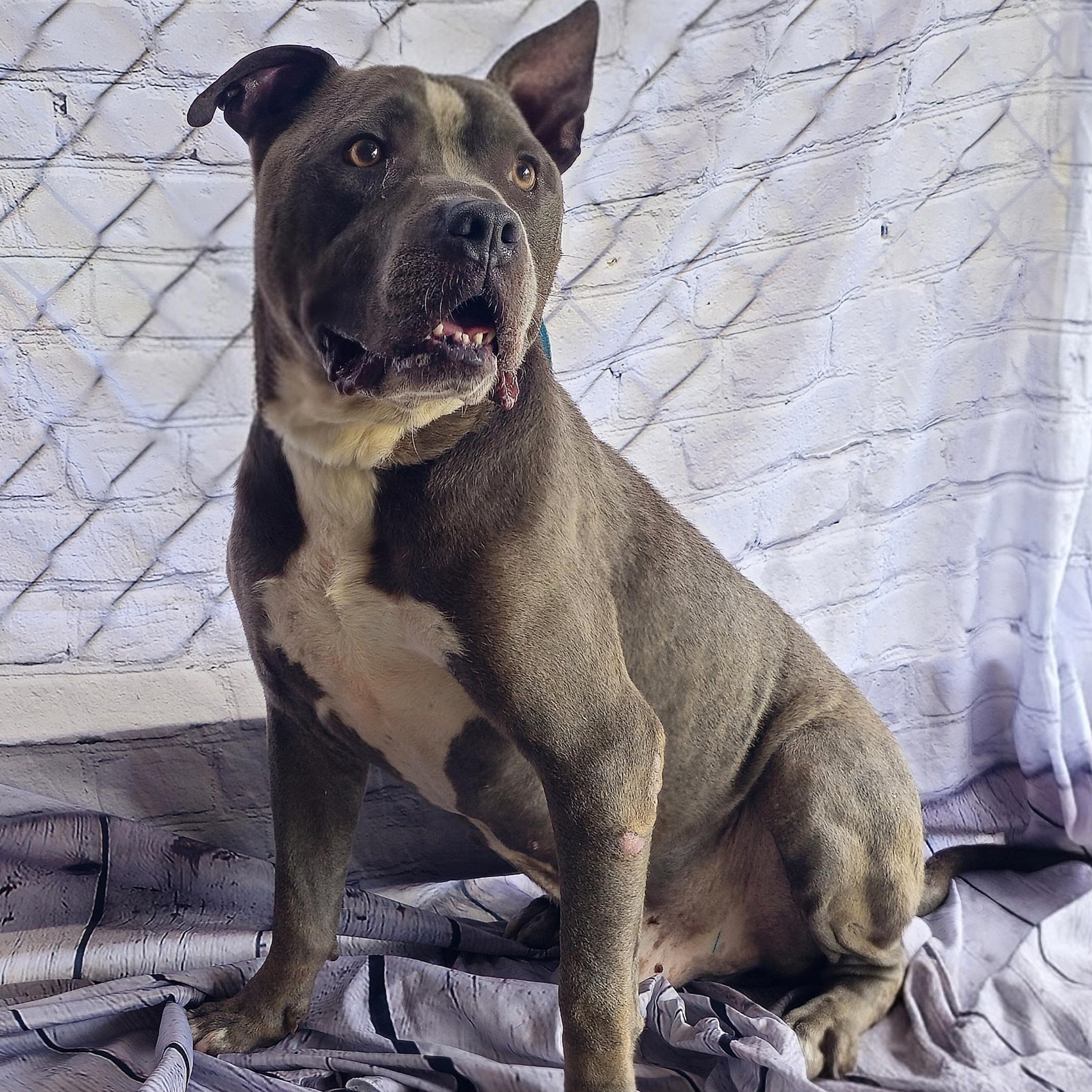 Philo, adult Sweetheart! He's ready to be your best buddy! Ask for his Video, a Adoptable American Bully in Danbury, CT image 2/5