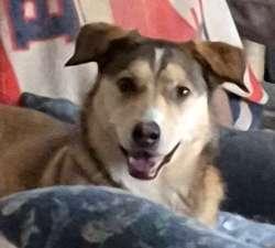 Enlarge Annie, a Adoptable mixed breed in Sudbury, MA image 2/2
