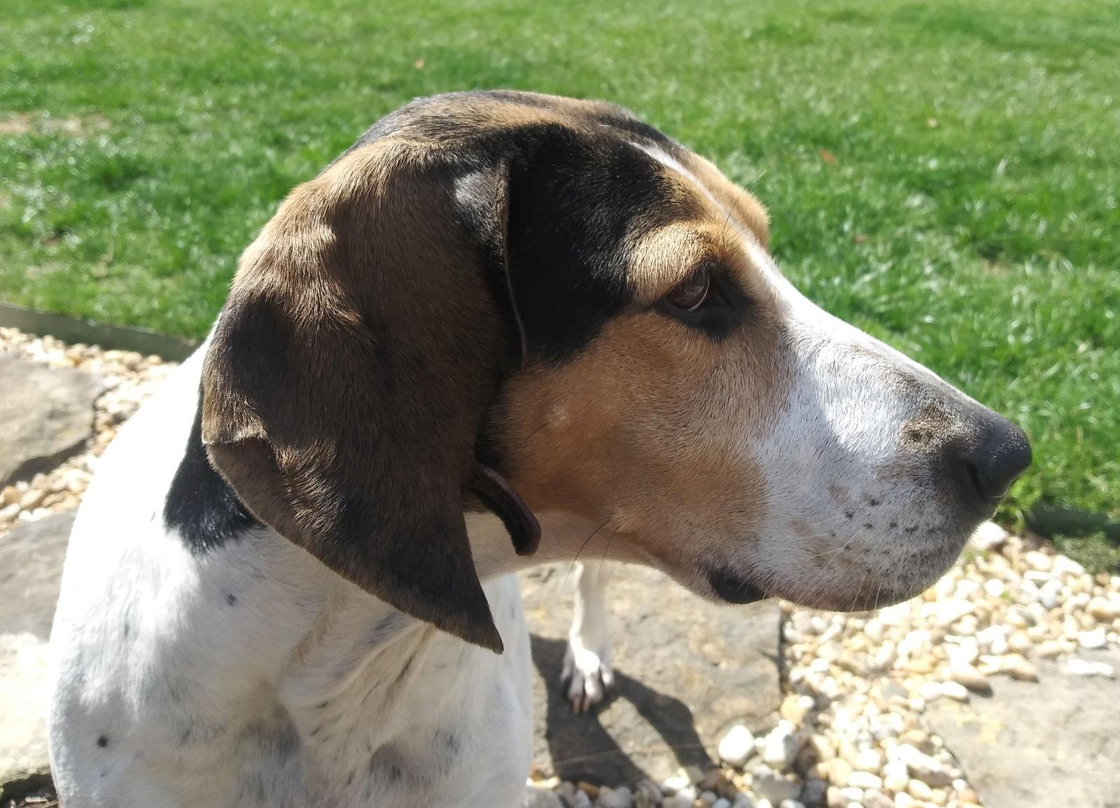 Bonnie, Adoptable, Adult Female Treeing Walker Coonhound.