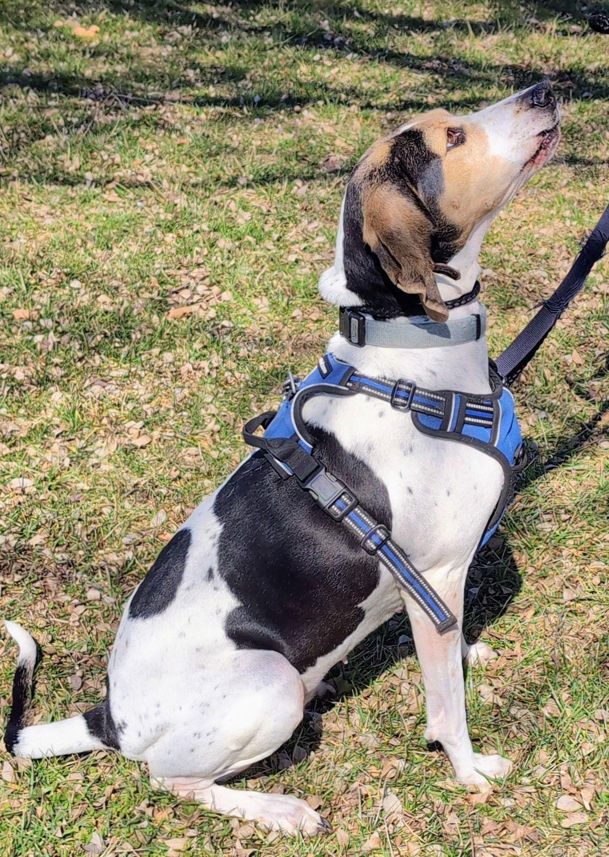 Enlarge Bonnie, a Adoptable mixed breed in Georgetown, KY image 1/3