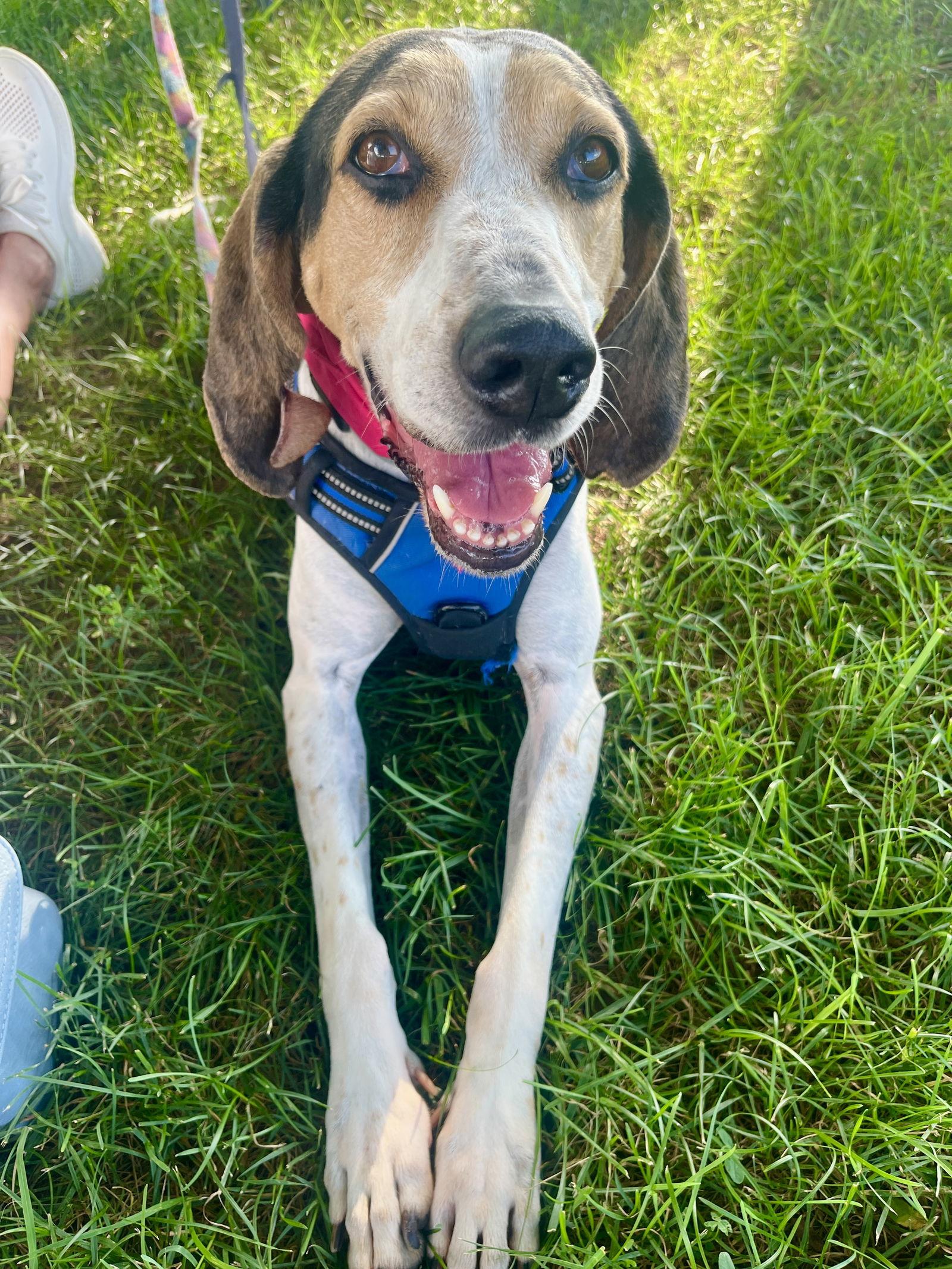 Bonnie, Adoptable, Adult Female Treeing Walker Coonhound.