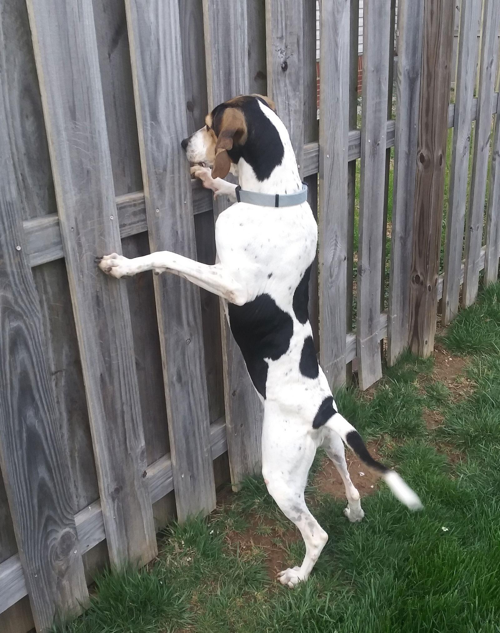 Bonnie, a Adoptable Treeing Walker Coonhound in Georgetown, KY image 3/3