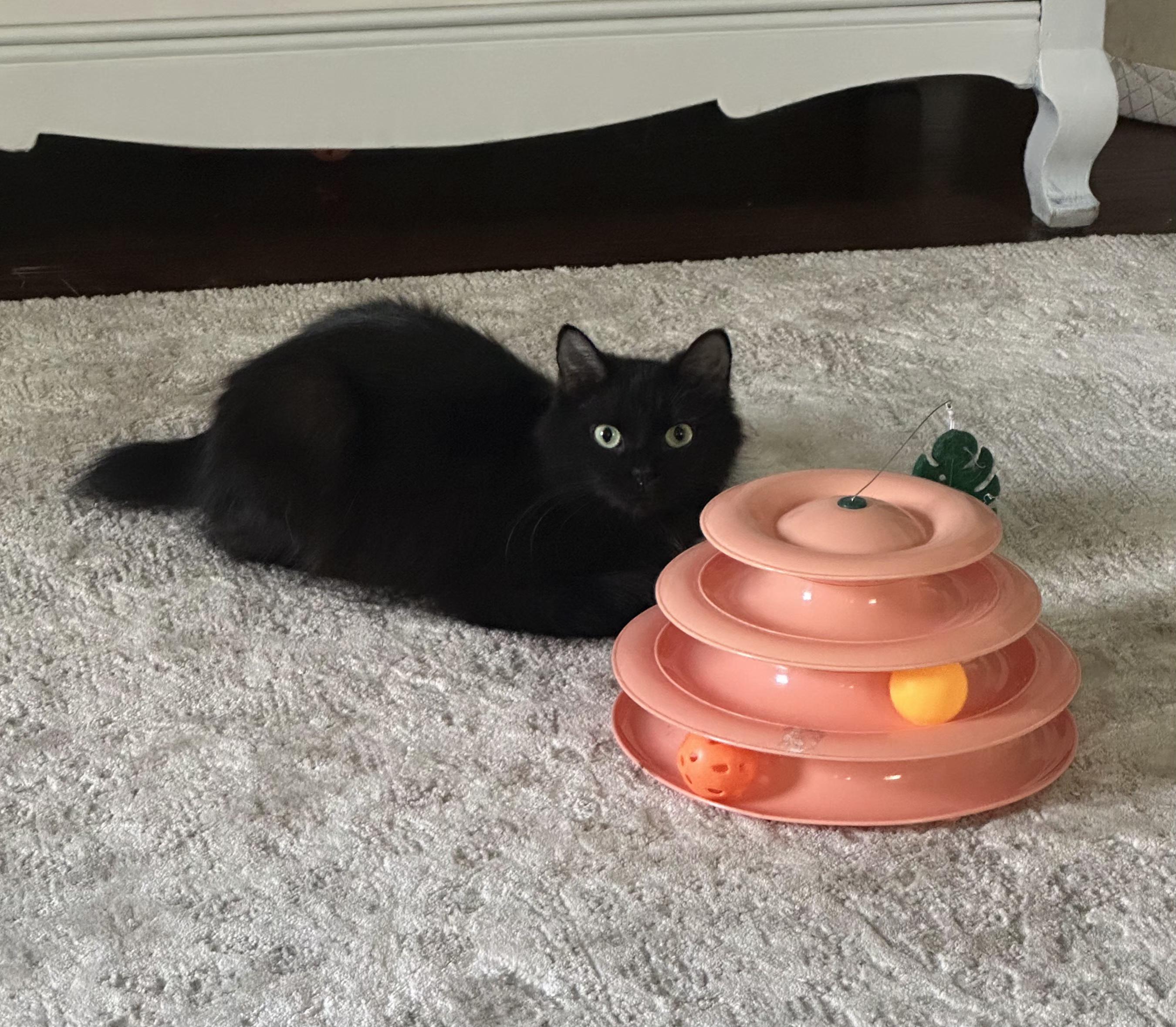 Enlarge Olive, a ADOPTABLE Domestic Medium Hair in Monroeville, PA image 2/6