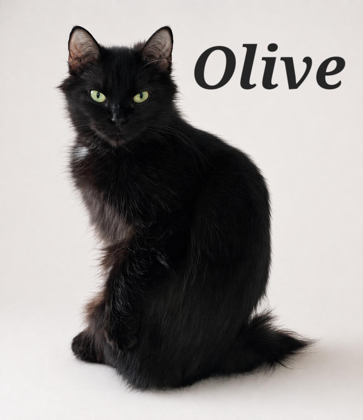 Olive, ADOPTABLE, Kitten Female Domestic Medium Hair.