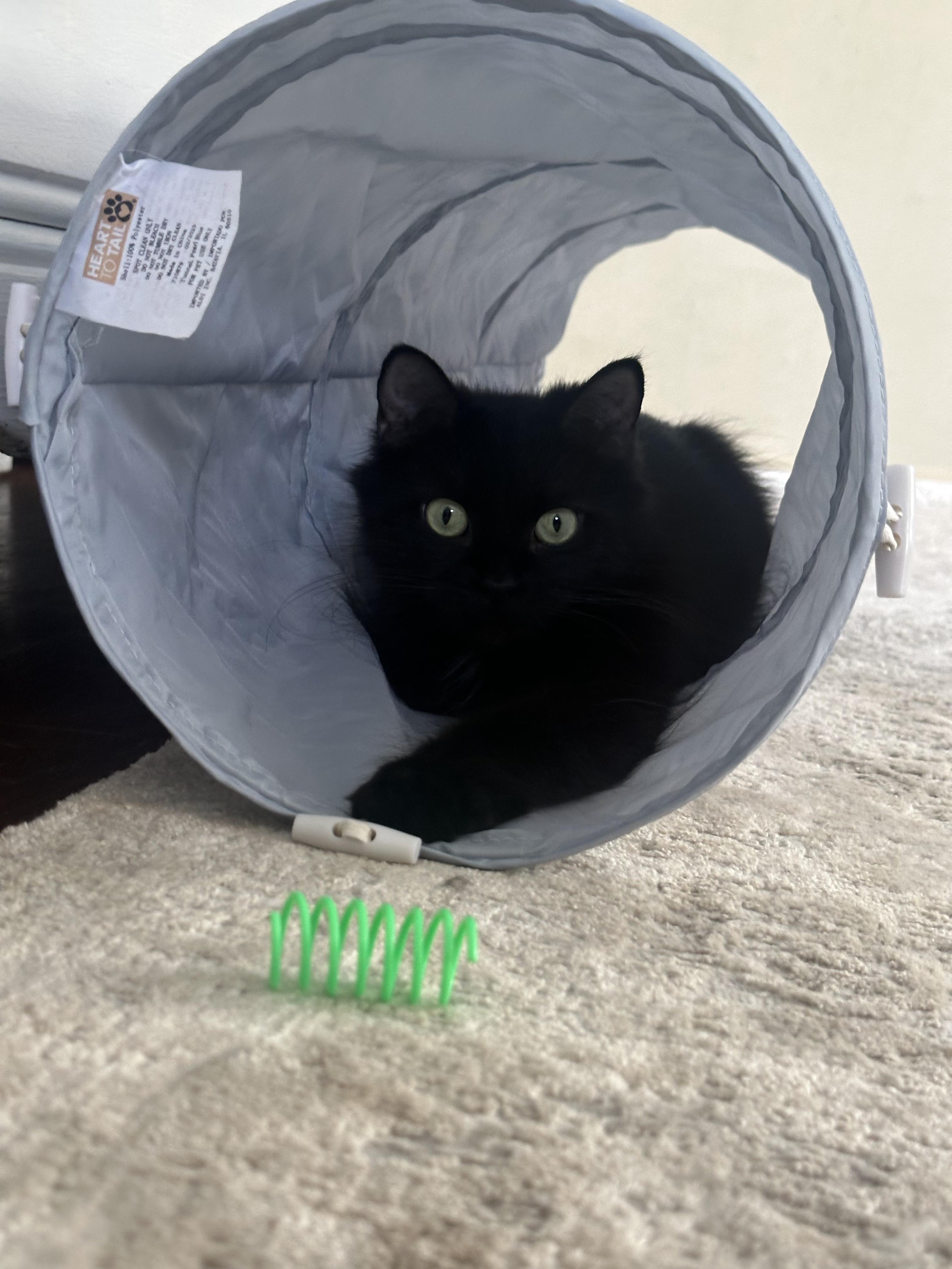 Enlarge Olive, a ADOPTABLE Domestic Medium Hair in Monroeville, PA image 5/6