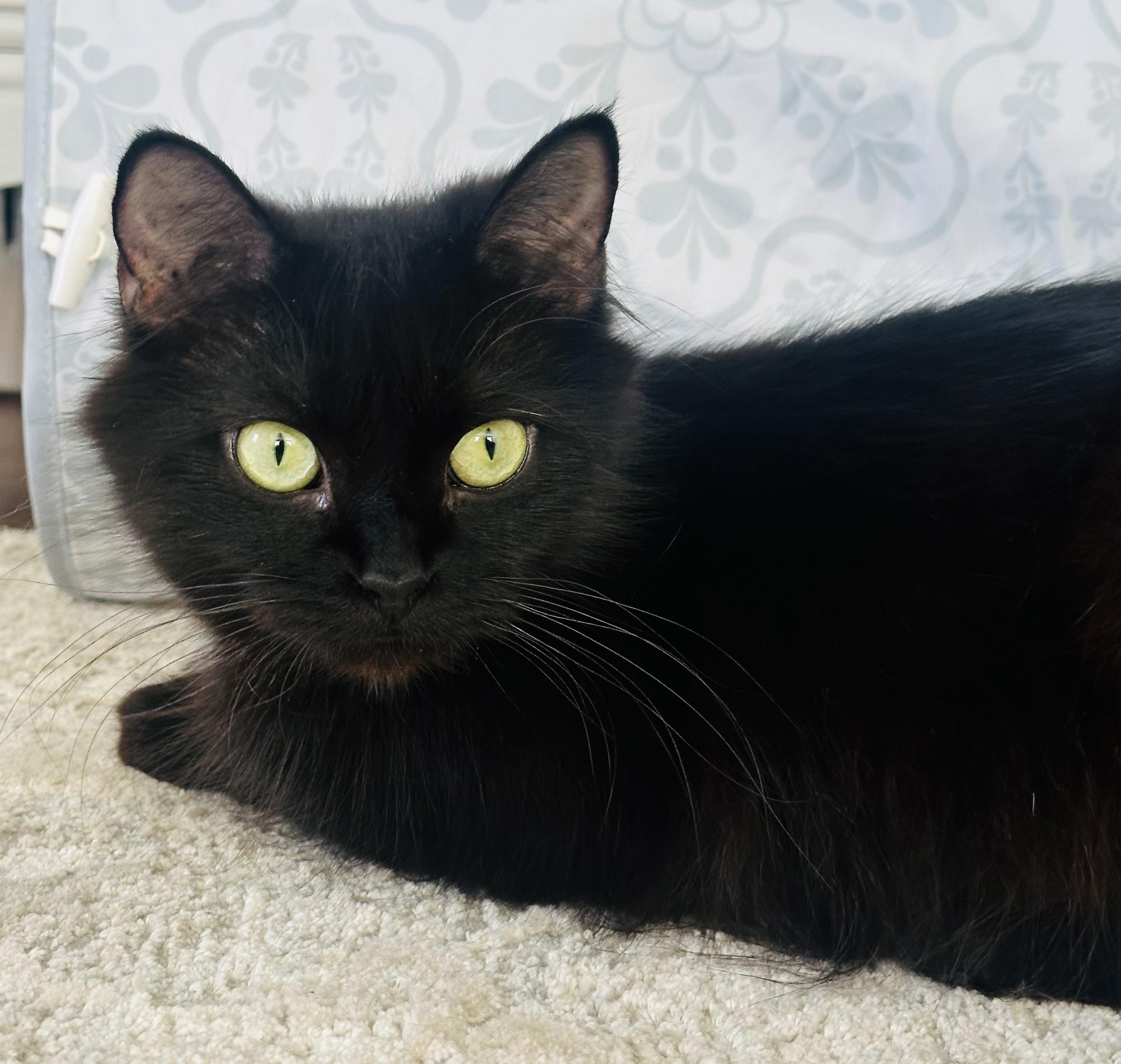 Enlarge Olive, a ADOPTABLE Domestic Medium Hair in Monroeville, PA image 4/6