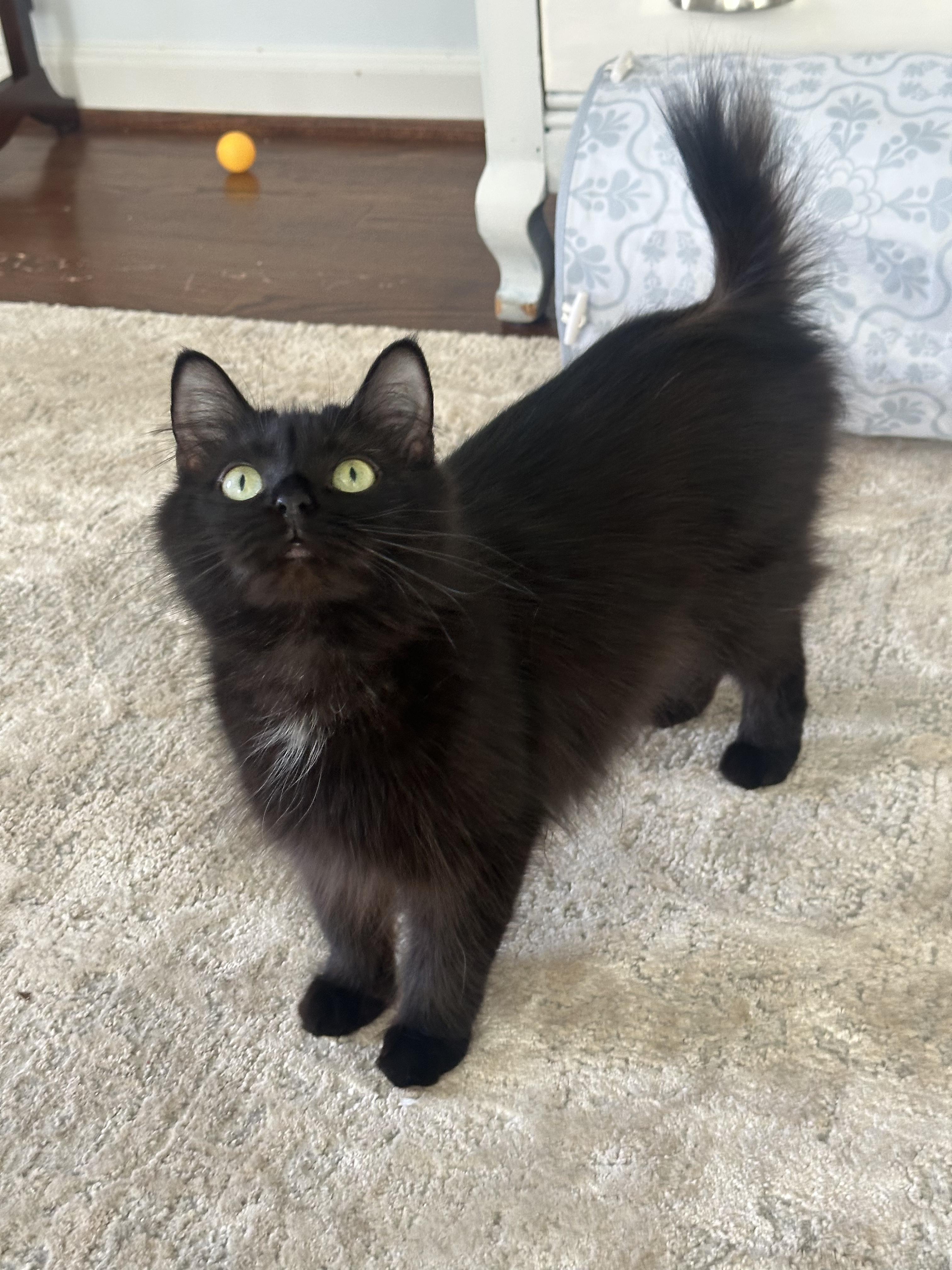 Enlarge Olive, a ADOPTABLE Domestic Medium Hair in Monroeville, PA image 3/6