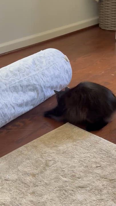 Enlarge Olive, a ADOPTABLE Domestic Medium Hair in Monroeville, PA video 6/6