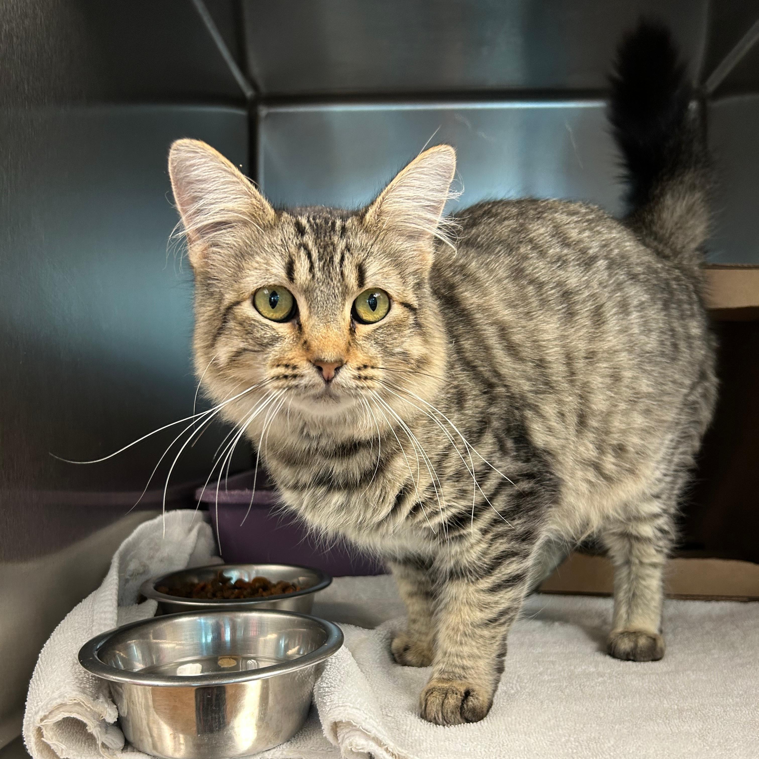 Enlarge Motherboard, a Adoptable mixed breed in Lindon, UT image 1/1