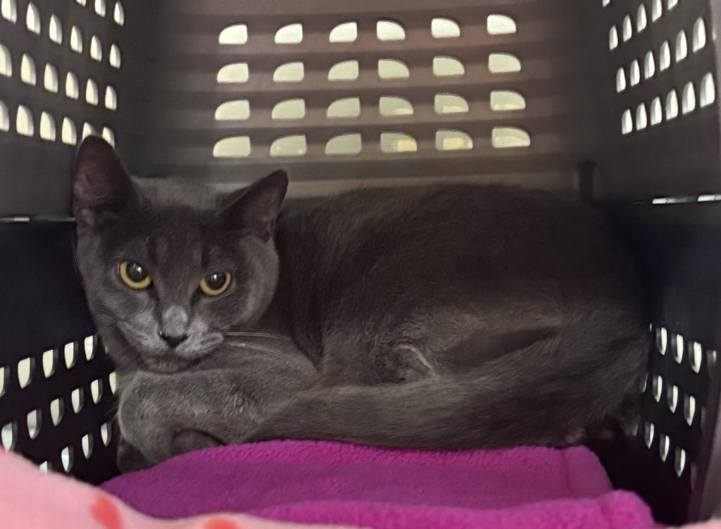 Sonnet, Adopted, Adult Female Domestic Short Hair.